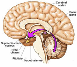 arc of the covenant pineal pituitary glands