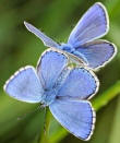 common blue butterflies butterfly